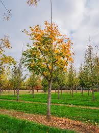 Attēlu rezultāti vaicājumam “Cladrastis kentukea”