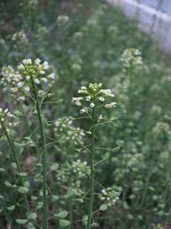 Attēlu rezultāti vaicājumam “Capsella bursa-pastoris fruit”