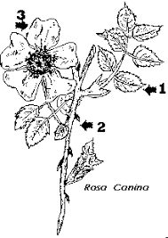 Attēlu rezultāti vaicājumam “Rosaceae”