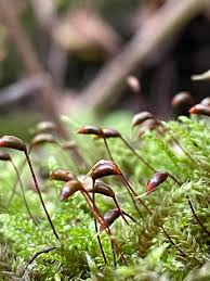 Attēlu rezultāti vaicājumam “Brachythecium rutabulum”