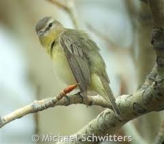 Image result for Vireo philadelphicus