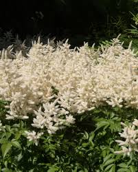 Attēlu rezultāti vaicājumam “Thalictrum flavum flower”