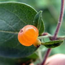 Attēlu rezultāti vaicājumam “Lonicera tatarica fruit”