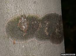 Attēlu rezultāti vaicājumam “Neonectria coccinea”