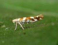 Attēlu rezultāti vaicājumam “Argyresthia goedartella”