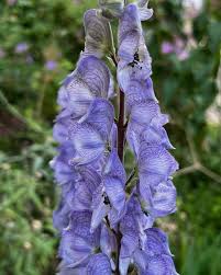 Attēlu rezultāti vaicājumam “Aconitum napellus flower”