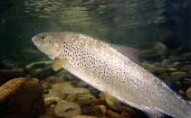 Image result for Salmo pellegrini