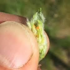 Attēlu rezultāti vaicājumam “Rabdophaga heterobia”