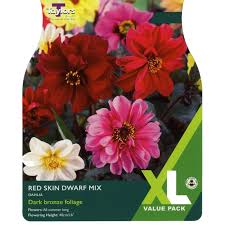 Image result for Dahlia `Red Skin`