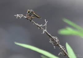 Attēlu rezultāti vaicājumam “Ommatoiulus sabulosus aimatopodus”