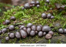 Attēlu rezultāti vaicājumam “Lycogala exiguum aggr. young”