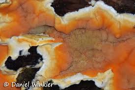 Attēlu rezultāti vaicājumam “Skeletocutis amorpha”