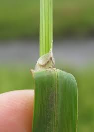 Attēlu rezultāti vaicājumam “Glyceria maxima”