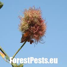 Attēlu rezultāti vaicājumam “Diplolepis rosae”