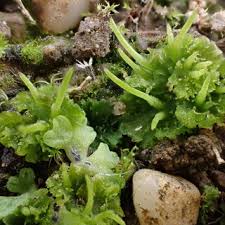 Attēlu rezultāti vaicājumam “Geocalyx graveolens”