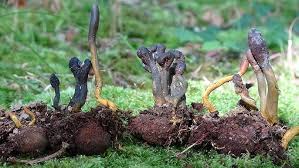 Attēlu rezultāti vaicājumam “Cordyceps ophioglossoides”