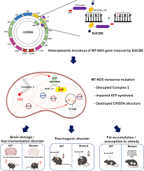 Image result for Co de Crista Chins