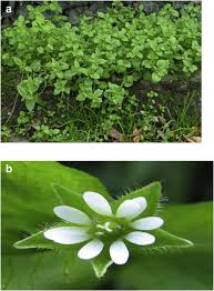 Attēlu rezultāti vaicājumam “Stellaria media”