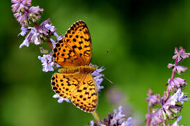Attēlu rezultāti vaicājumam “Brenthis daphne upperside”
