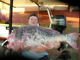 Image result for Cymatoceps nasutus