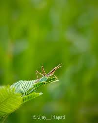 Attēlu rezultāti vaicājumam “Zicrona caerulea nymph”