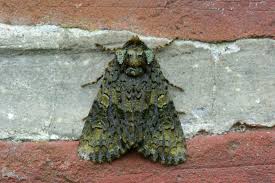 Attēlu rezultāti vaicājumam “Craniophora ligustri”