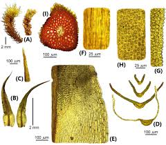 Attēlu rezultāti vaicājumam “Tortella tortuosa”