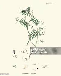 Attēlu rezultāti vaicājumam “Vicia hirsuta leaf”