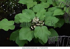 Attēlu rezultāti vaicājumam “Catalpa ovata leaf”