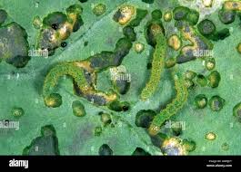 Attēlu rezultāti vaicājumam “Mamestra brassicae larva”