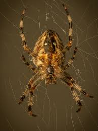Attēlu rezultāti vaicājumam “Araneus diadematus female”