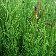 Attēlu rezultāti vaicājumam “Hippuridaceae”