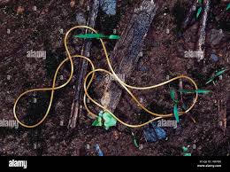 Attēlu rezultāti vaicājumam “Nematomorpha”