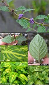 Attēlu rezultāti vaicājumam “Mentha x verticillata”