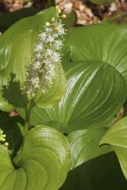 Attēlu rezultāti vaicājumam “Maianthemum bifolium flower”