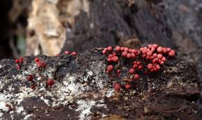 Attēlu rezultāti vaicājumam “Arcyria helvetica macro”