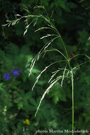 Attēlu rezultāti vaicājumam “Festuca altissima”