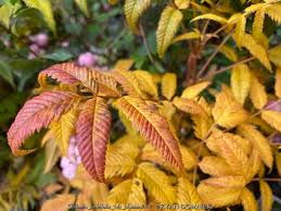 Attēlu rezultāti vaicājumam “Sorbaria sorbifolia fruit”