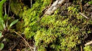 Attēlu rezultāti vaicājumam “Platydictya jungermannioides”