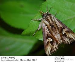 Attēlu rezultāti vaicājumam “Actinotia polyodon”