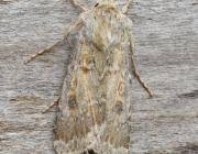 Attēlu rezultāti vaicājumam “Agrotis ripae larva”