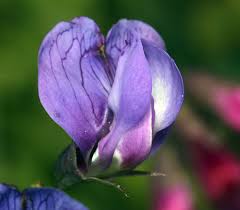 Attēlu rezultāti vaicājumam “Lathyrus japonicus subsp. maritimus flower”