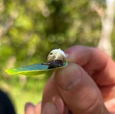 Attēlu rezultāti vaicājumam “Succinea”