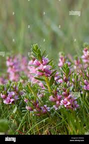 Attēlu rezultāti vaicājumam “Glaux maritima flower”