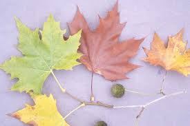 Attēlu rezultāti vaicājumam “Platanus x hispanica (syn. Platanus x acerifolia) leaf”