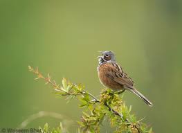 Image result for Emberiza fucata