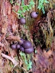 Attēlu rezultāti vaicājumam “Lycogala exiguum aggr. spores”