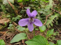 Attēlu rezultāti vaicājumam “Viola reichenbachiana flower”