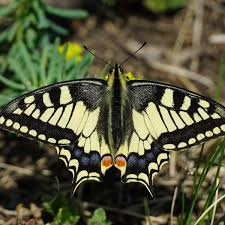 Attēlu rezultāti vaicājumam “Papilio machaon”