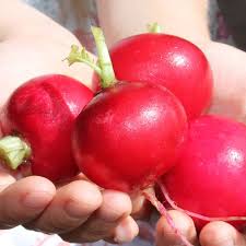 Image result for Radieschen